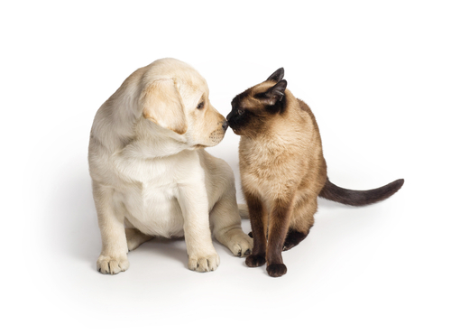 catanddog