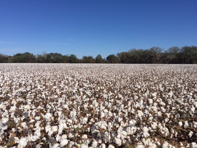 cotton field.jpg